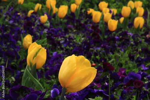 Fototapeta Naklejka Na Ścianę i Meble -  Gelbe Tulpen und viollete Blumen
