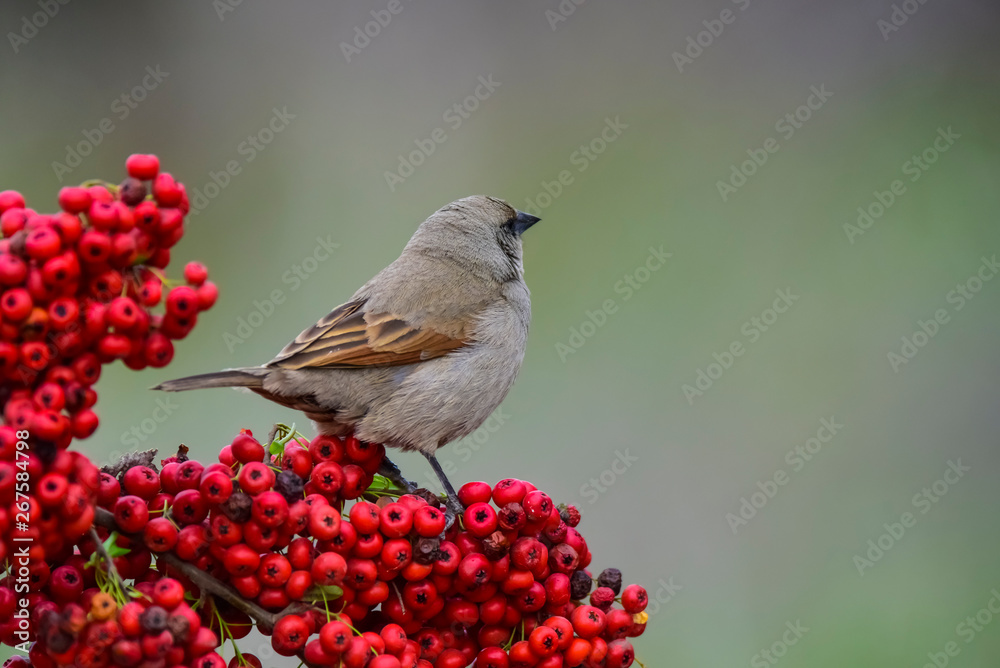 Obraz premium Bird eating red fruits,Patagonia Argentina