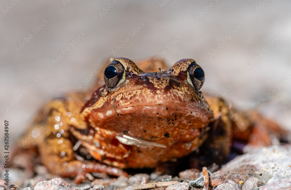 Obraz premium Close up of a orange colored frog in sunlight