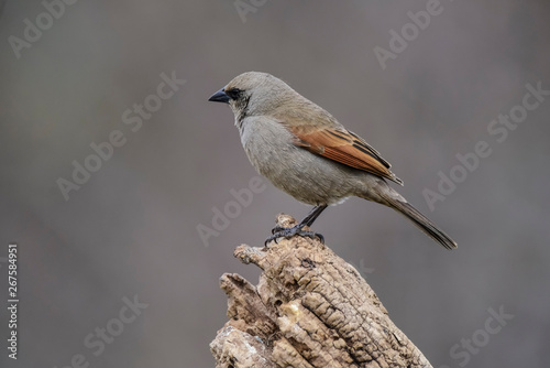 Bay winged Cowbird, perched on a trunk