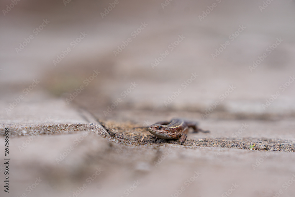 Obraz premium lizard on a stone in the forest