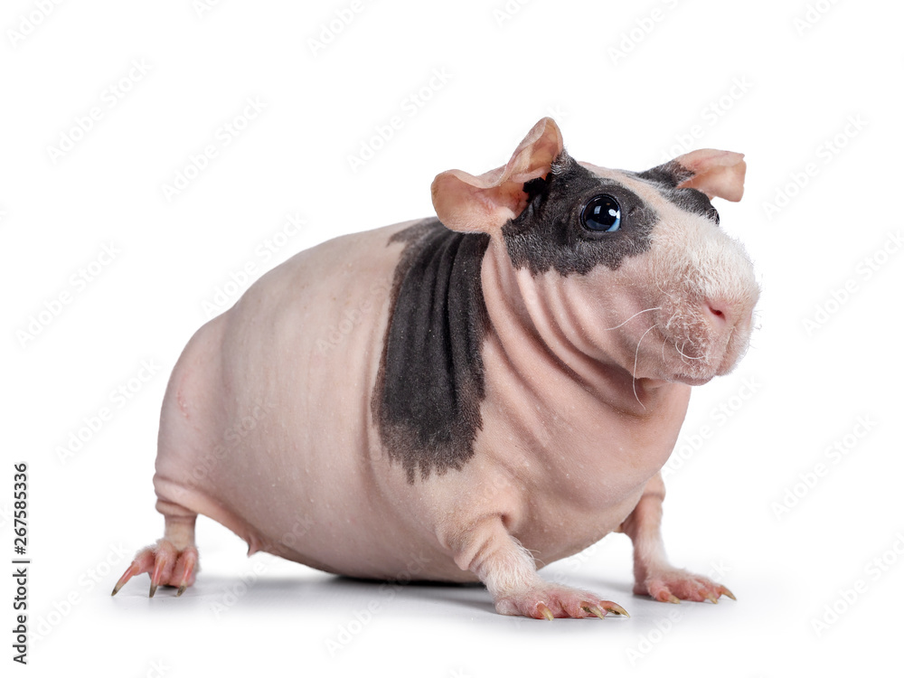 Cute pink with black spotted skinny pig, sitting / standing side ways. Head up. Looking at lens with big eyes and floppy ears. Isolated on white background. White hair on nose and front legs. Cute pink with black spotted skinny pig, sitting / standing side ways. Head up. Looking at lens with big eyes and floppy ears. Isolated on white background. White hair on nose and front legs.