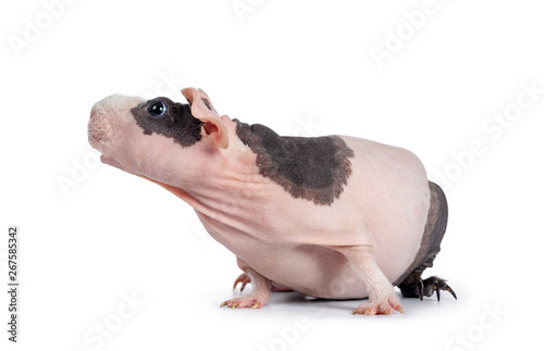 Canvas Print Cute pink with black spotted skinny pig, sitting / standing side ways