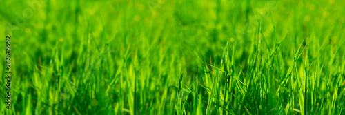 Banner 3:1. Close up vibrant fresh green grass with sunlight rays. Spring background. Copy space. Soft focus