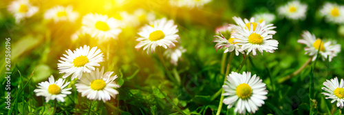 Banner 3 1. Close up daisy  camomile  flowers with sunlight rays. Spring background. Copy space. Soft focus