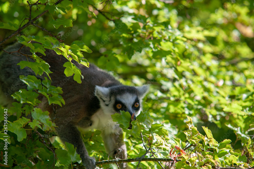 Mohrenmakis Zoo Dresden Wild Tiere Madagaskar 