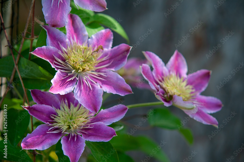 Blumen Pflanzen Farbe Blüten 2019 Sommer Feeling Blumen Pflanzen Farbe Blüten 2019 Sommer Feeling