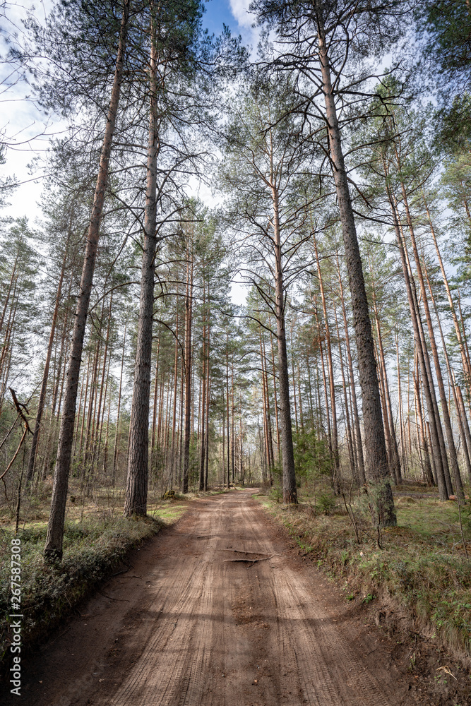 Fototapeta premium path in the Pine forest