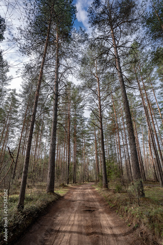 path in the Pine  forest