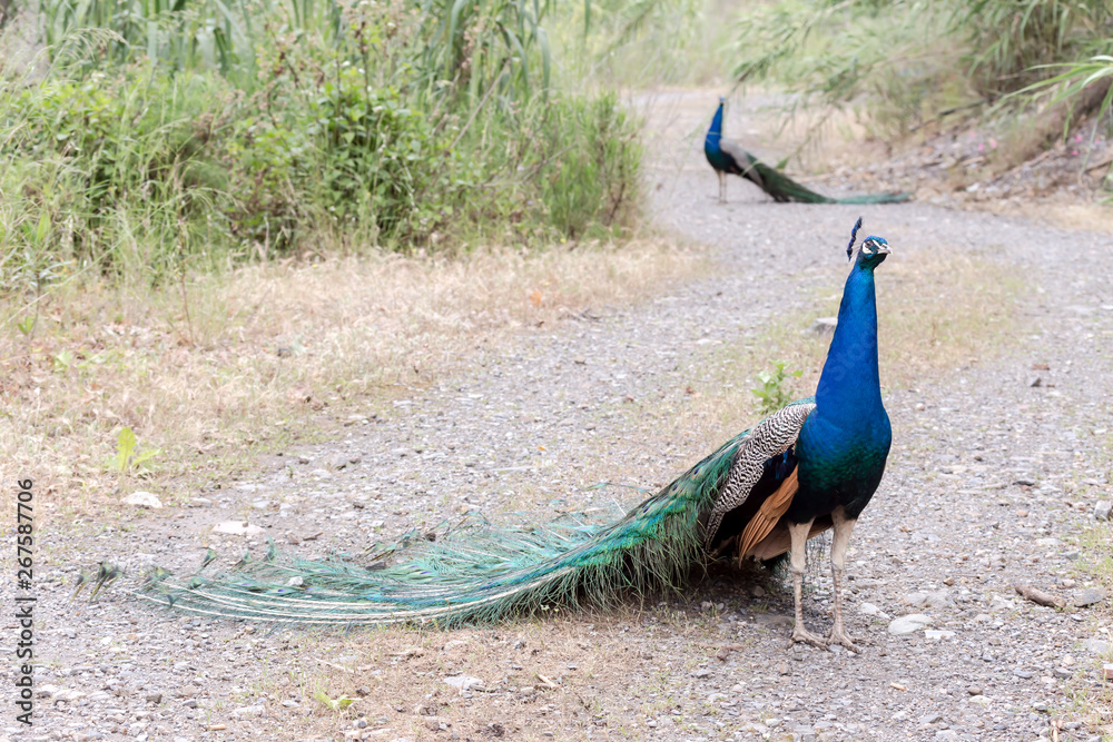 Obraz premium Peacock on the path in the garden