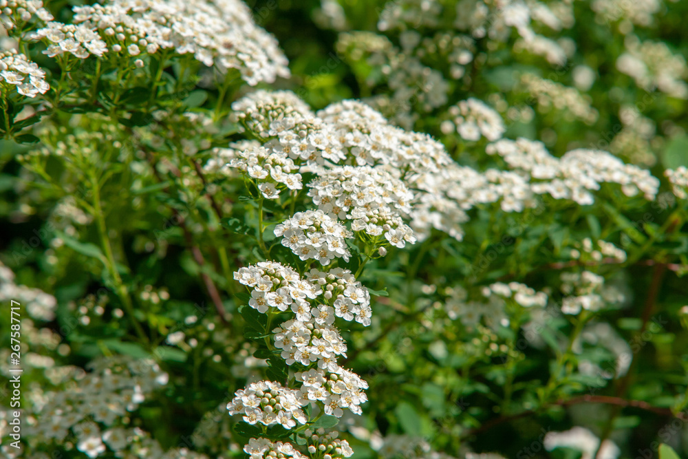 Pflanzen Blumen Sommer Feeling 2019 Lichtspiel Pflanzen Blumen Sommer Feeling 2019 Lichtspiel