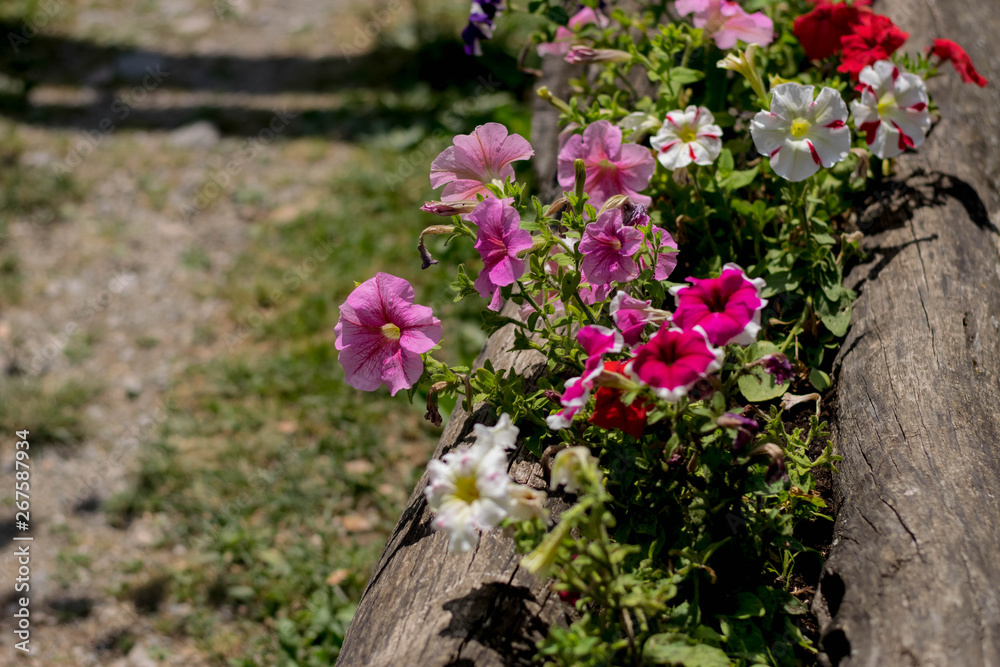 Pink and white petunias in the flowerpot