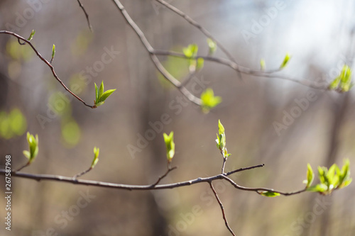Young and blooming greens. Beautiful young shoots and blossoming leaves on the tree. Spring-beauty © Abramov Maksim