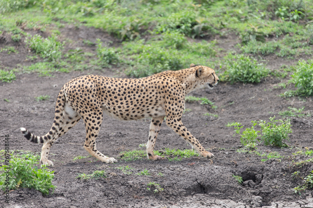 Beautiful Cheetah and her older Cub in the Serengeti Plains of Tanzania Africa Beautiful Cheetah and her older Cub in the Serengeti Plains of Tanzania Africa