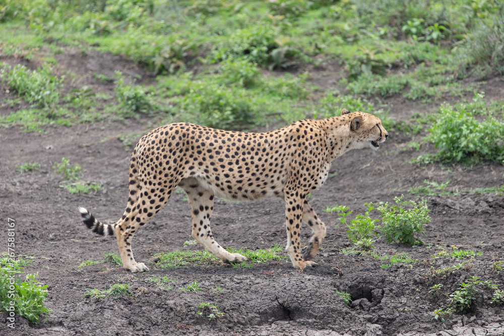 Fototapeta premium Beautiful Cheetah and her older Cub in the Serengeti Plains of Tanzania Africa
