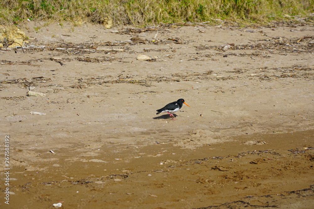 View of a wild New Zealand tern bird in the Bay of Islands, New Zealand View of a wild New Zealand tern bird in the Bay of Islands, New Zealand