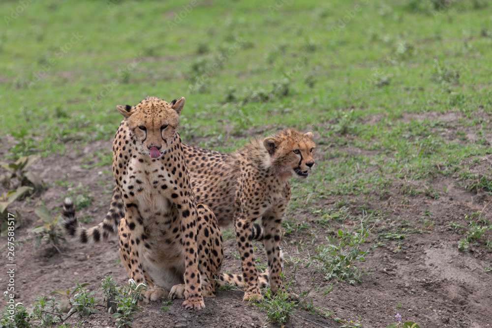 Beautiful Cheetah and her older Cub in the Serengeti Plains of Tanzania Africa Beautiful Cheetah and her older Cub in the Serengeti Plains of Tanzania Africa