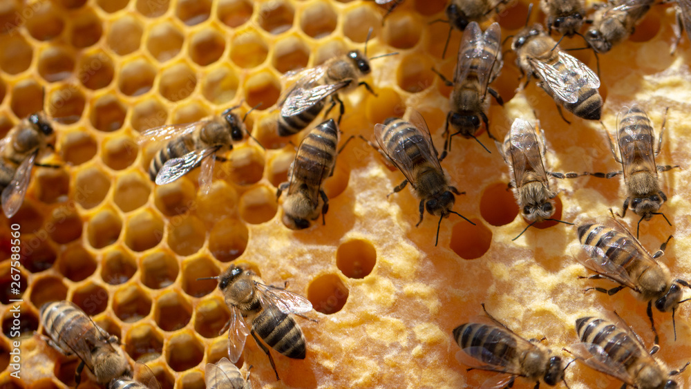 The concept of beekeeping, the texture of a honeycomb cell, on which the bees move and work. back ground The concept of beekeeping, the texture of a honeycomb cell, on which the bees move and work. back ground