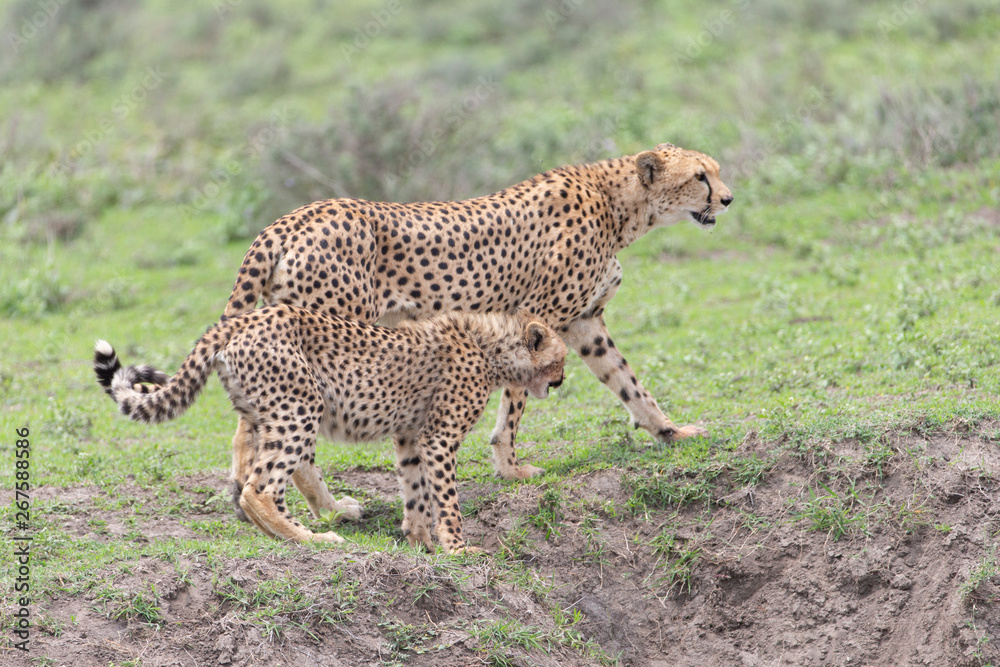 Beautiful Cheetah and her older Cub in the Serengeti Plains of Tanzania Africa Beautiful Cheetah and her older Cub in the Serengeti Plains of Tanzania Africa