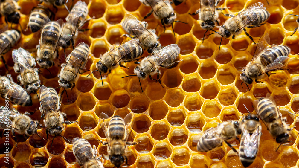 The concept of beekeeping, the texture of a honeycomb cell, on which the bees move and work. back ground The concept of beekeeping, the texture of a honeycomb cell, on which the bees move and work. back ground