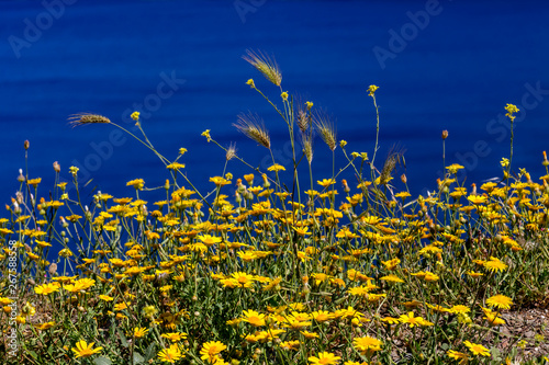 Yellow daisies and spikelets grow against the backdrop of the sea