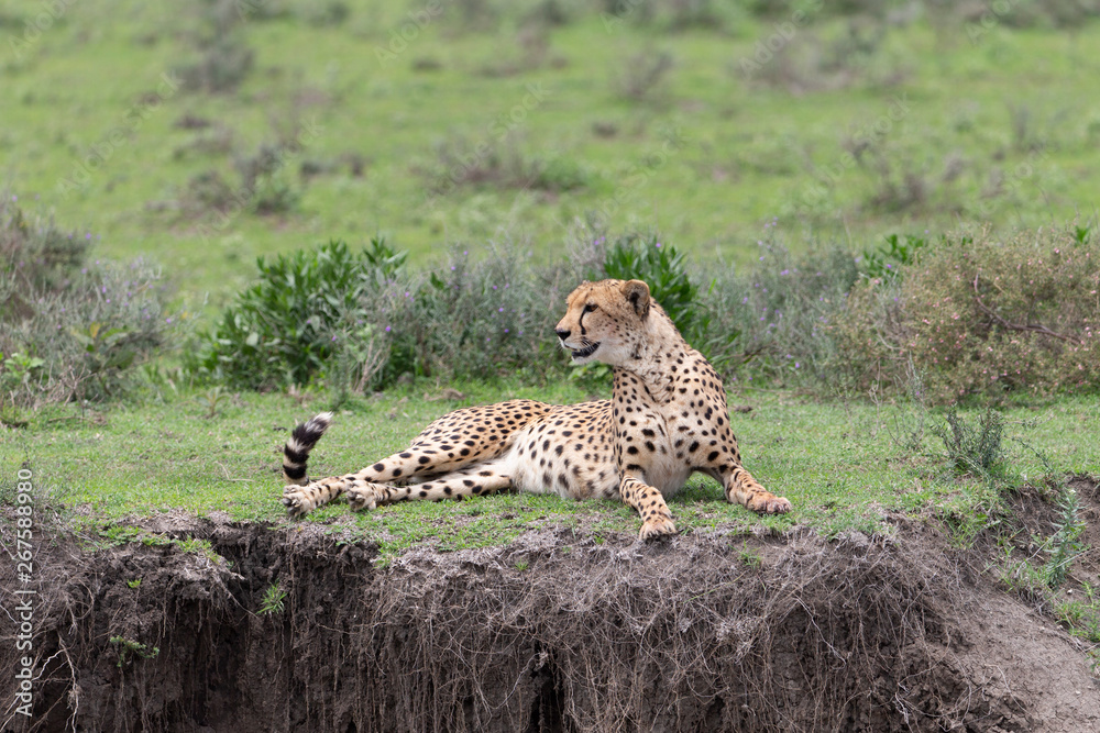 Naklejka premium Beautiful Cheetah and her older Cub in the Serengeti Plains of Tanzania Africa