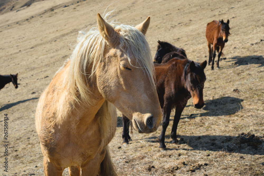 Fototapeta premium Close-up Portrait of a beige horse against the background of a herd of horses on yellow mountain autumn pastures