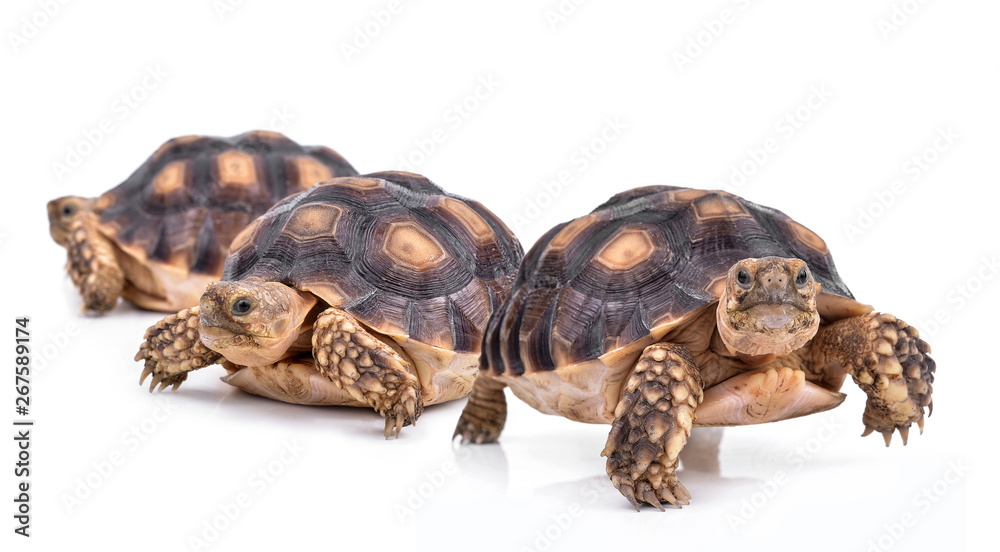 Obraz premium turtle isolated on white background