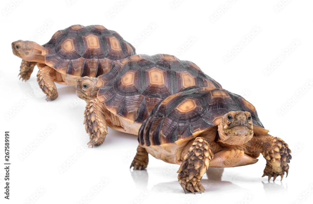 Obraz premium turtle isolated on white background