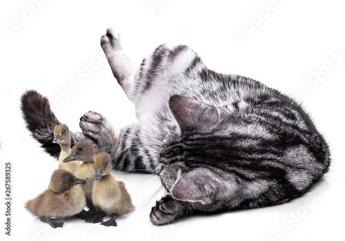 American Shorthair cat and Duckling on white