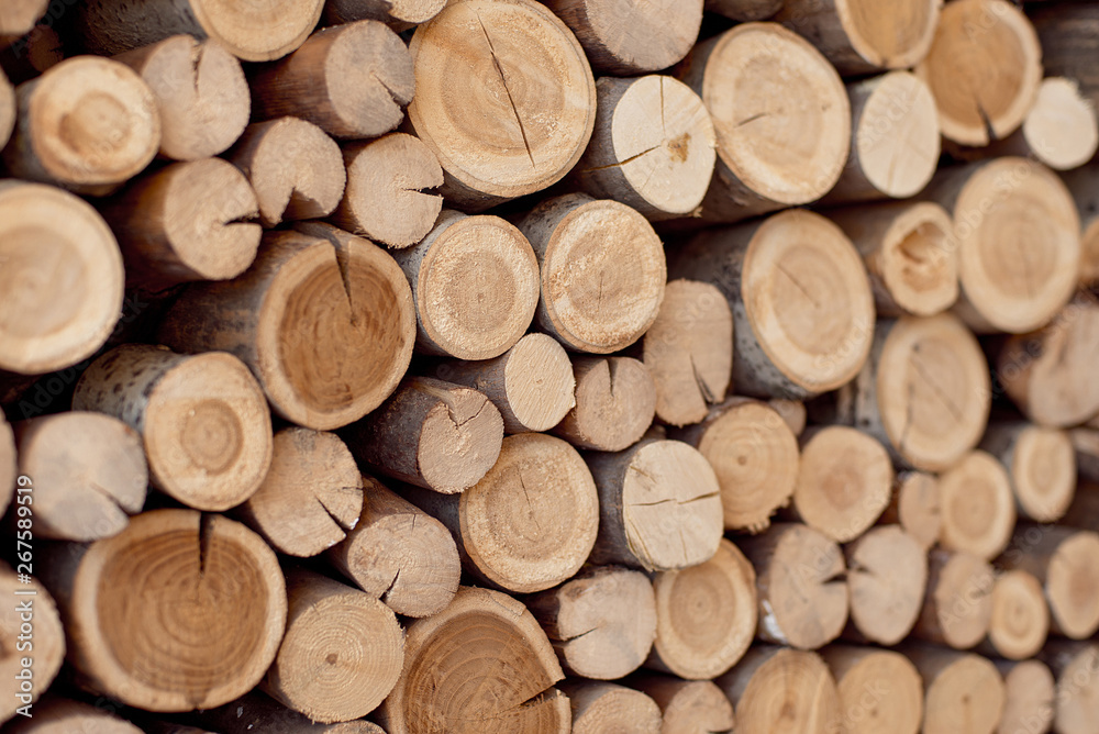 Logs of the tree are located on the wall