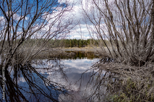 reflection of a tree in a lake