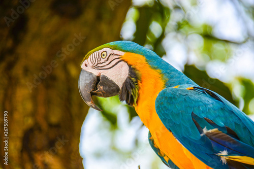 colored parrot wild