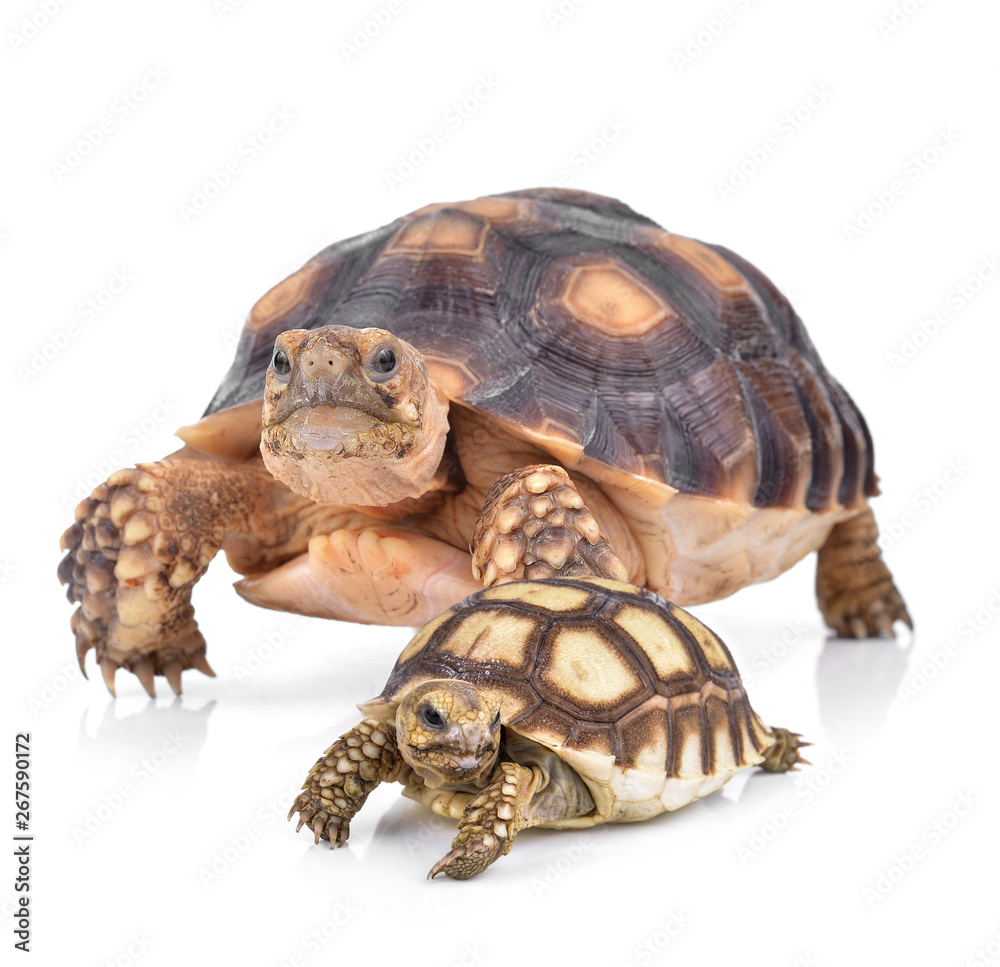 turtle isolated on white background turtle isolated on white background