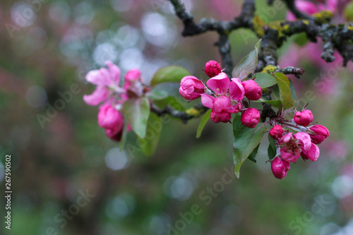 pink blooming flowers on branches in springtime