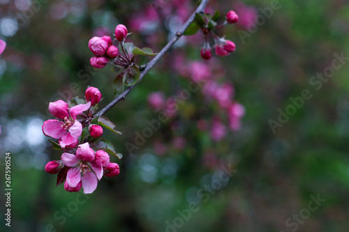 pink blooming flowers on branches in springtime