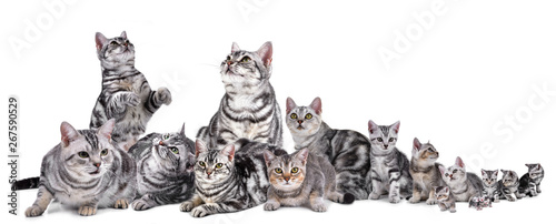 Group of Pet American Shorthair cat on white