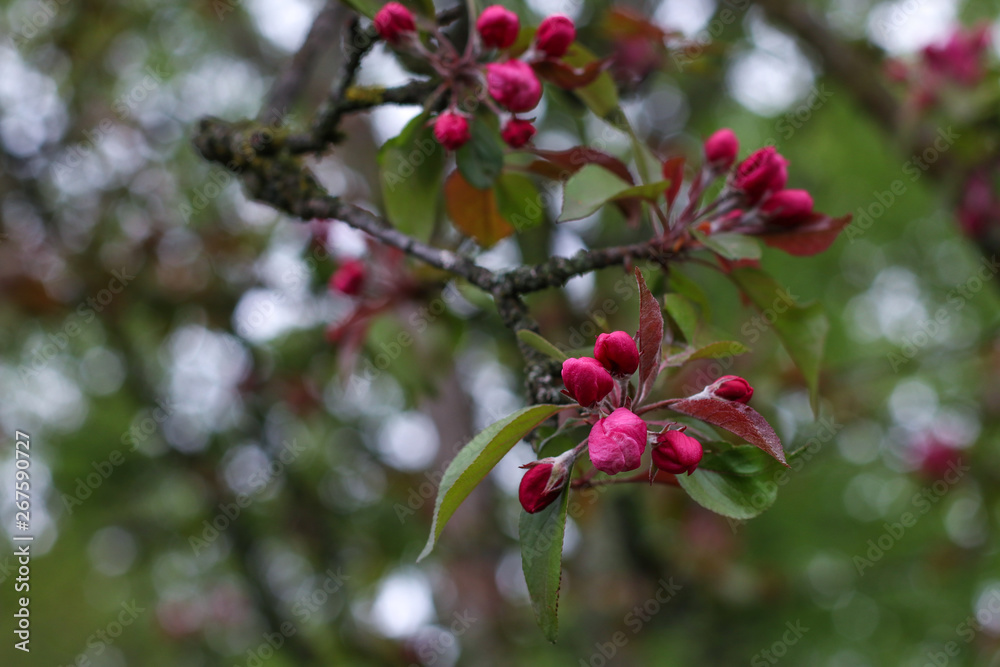 pink blooming flowers on branches in springtime pink blooming flowers on branches in springtime