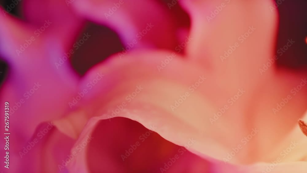 Tulip Macro Blue and Red Color Contrast Tulip Macro Blue and Red Color Contrast