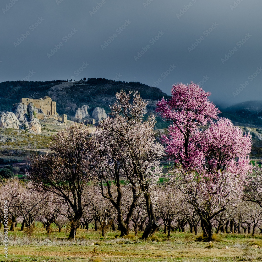 Loarre castle area with almond trees. Huesca, Aragon, Spain Loarre castle area with almond trees. Huesca, Aragon, Spain
