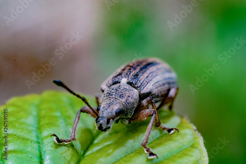 Makrofotos von Libelle, schwebfliege und Käfer © rainer K