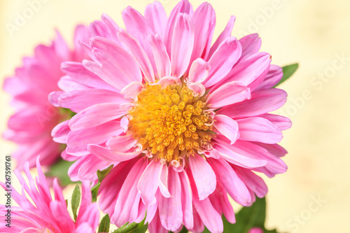 Beautiful blooming chrysanthemums