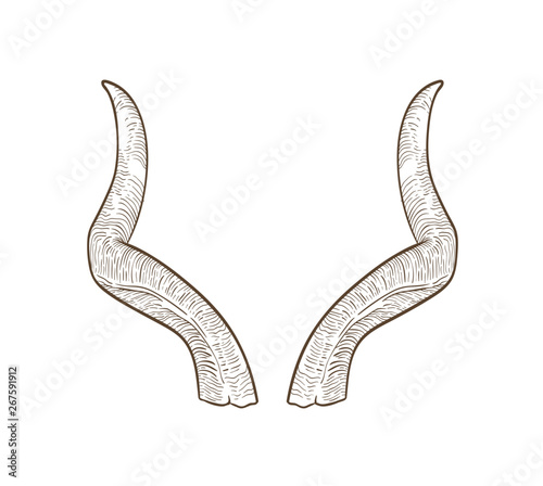 Realistic drawing of horn of antelope or goat isolated on white background