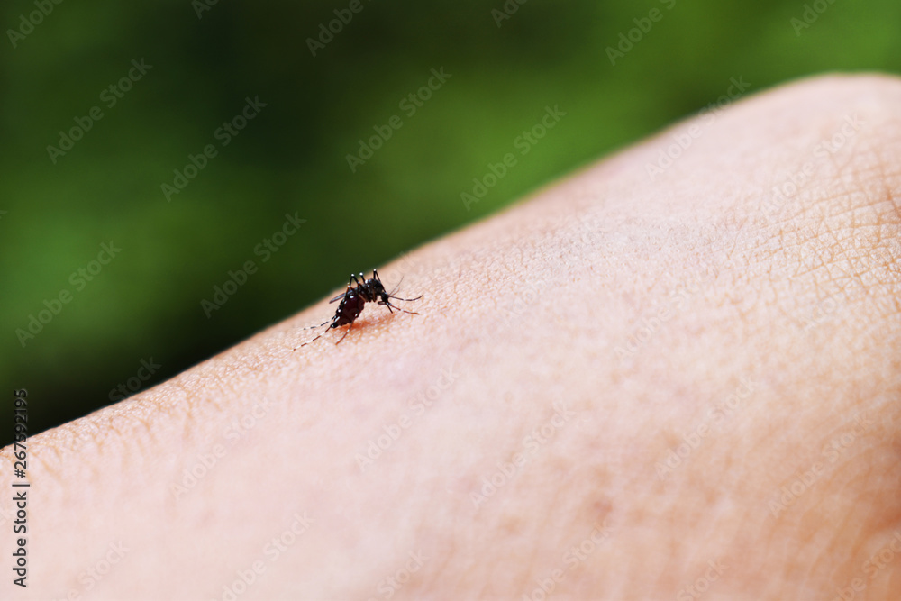Obraz premium ladybug on a leaf