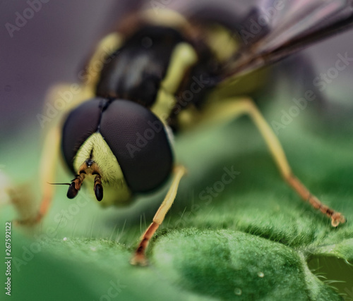 Makrofotos von Libelle, schwebfliege und Käfer
