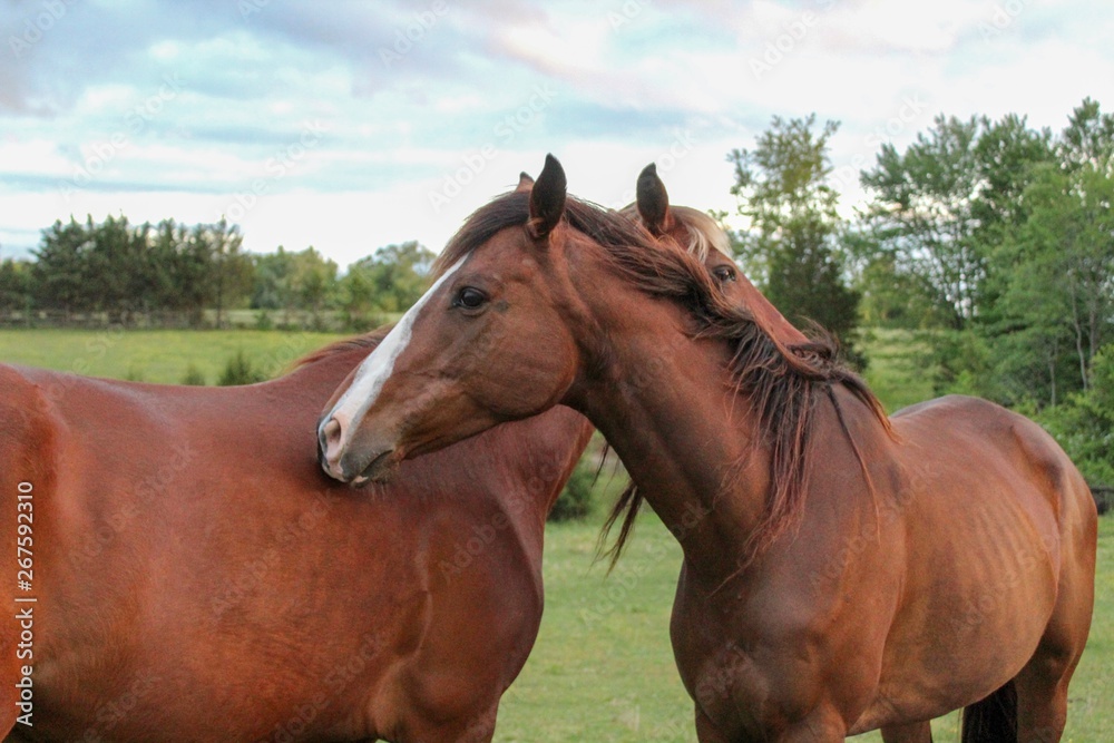 Two Horses mutual grooming each other Two Horses mutual grooming each other