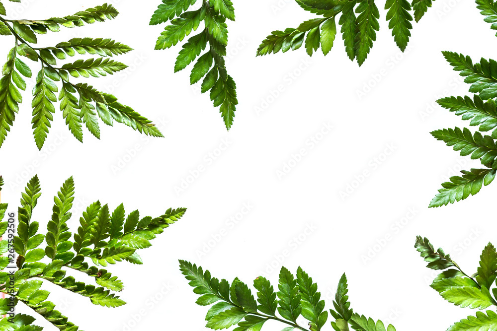 Tropical fern leaves isolated on white background, floral summer pattern, trend