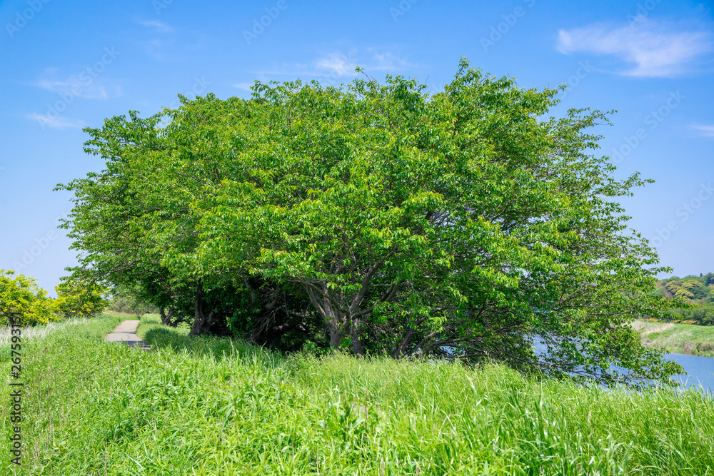 Fototapeta premium 木陰の散歩道