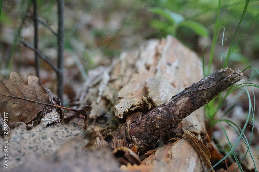 ants on tree ants on tree