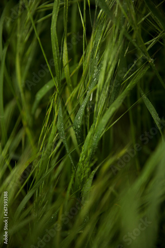 Fresh rain drops in close up view on green plants and grass